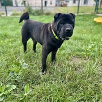 MAX, chien à adopter