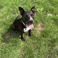 XIAO, chienne à adopter