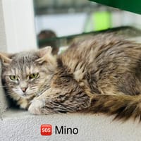 Mino, chatte à adopter