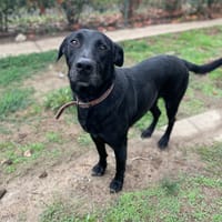 VALOU, chien à adopter
