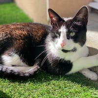 Guiness, chatte à adopter