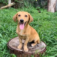 INARI, chiot femelle Berger Créole, chienne à adopter