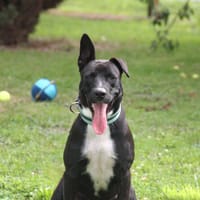 TILOUP Croisé Labrador, chien à adopter