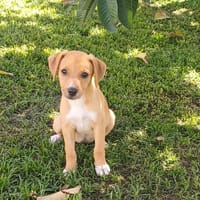 TSILIA, chiot femelle Croisée Labrador, chienne à adopter