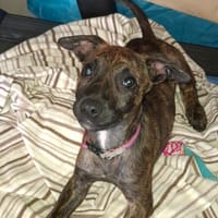 CRUNCHY COCO, Chiot femelle Berger Créole, chienne à adopter