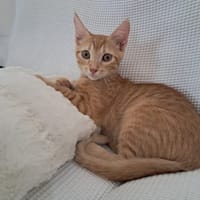 BOBBY-PIGGY, chaton mâle type européen, chat à adopter