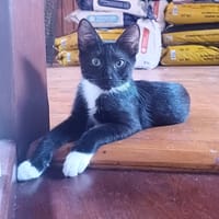HUGGY-WUGGY, chaton mâle type européen, chat à adopter