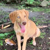 ASUKI, chiot femelle Berger Créole, chienne à adopter