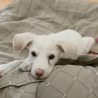WOODY, chiot mâle Berger Créole, chien à adopter