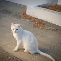 Legolas, chat à adopter