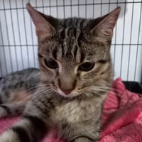 Tigresa, chatte à adopter