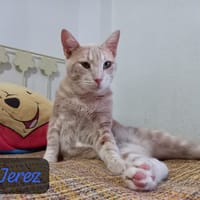 Jerez, chat à adopter