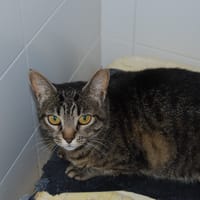 Deisy, chatte à adopter