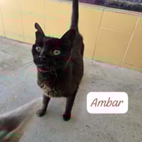 Ambar, chatte à adopter