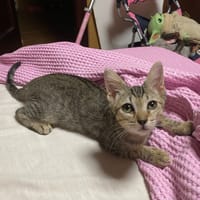 Maya, chatte à adopter