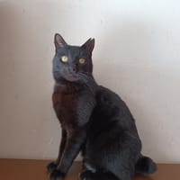 Vini, chat à adopter