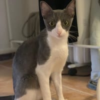Ursula, chatte à adopter