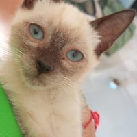 Harald, chat à adopter