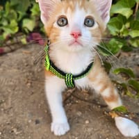 Rafael, chat à adopter