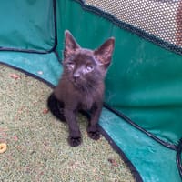 Aura, chatte à adopter