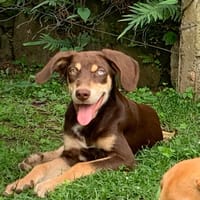 TAIYO, chiot mâle Berger Créole, chien à adopter