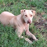 PHOENIX Croisée Labrador Femelle junior, chienne à adopter