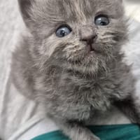 RIESLING, chatte à adopter
