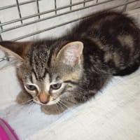Tamara, chatte à adopter