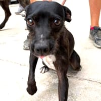 SONIA (Maria), chienne à adopter