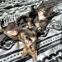 PERLE & NOISETTE, chatte à adopter