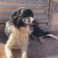 Casper, chien à adopter