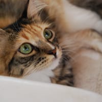 Diva, chatte à adopter
