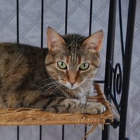 Lili, chatte à adopter
