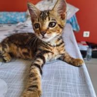 ROCKET, chat à adopter