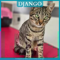 DJANGO, chat à adopter