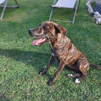 ROSE, chienne à adopter