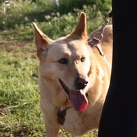 AKIRA, chienne à adopter