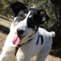 MANILA, chienne à adopter