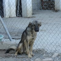 MULAN, chienne à adopter