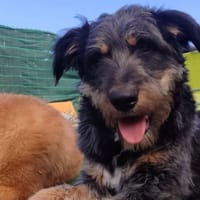 BUDU, chien à adopter