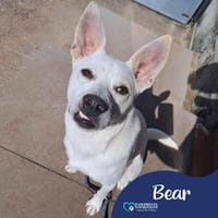 Bear, dog to adopt
