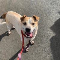 Barry, dog to adopt