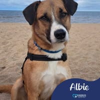 Albie, dog to adopt