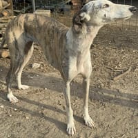 SILA, chienne à adopter