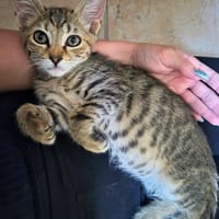 LOKI, chat à adopter