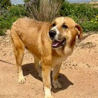 CHARLOTTE (Maria), chienne à adopter