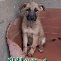 WHISKY cucciolo maschio, cane da adottare