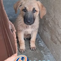 RUM fratellino di Whisky, cane da adottare