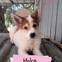 MOKA splendida signorinella, cane femmina da adottare