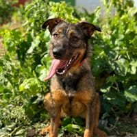 MAMI, chienne à adopter